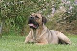 CANE CORSO 1306
